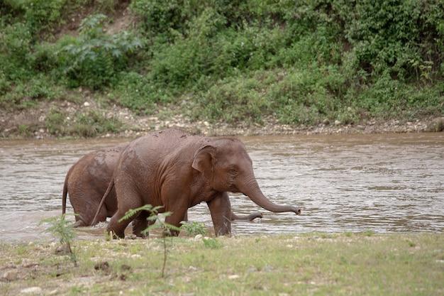 Aziatische Olifant in een natuur in Elephant Nature Park, Chiang Mai. Thailand.