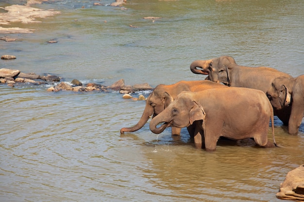 Aziatische olifant in sri lanka