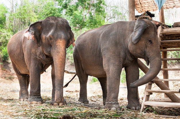 Aziatische olifant in thailand