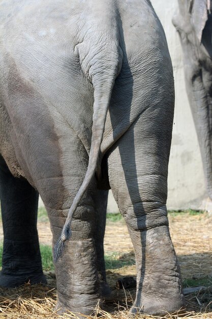 Foto aziatische olifant