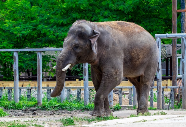 Aziatische olifant.