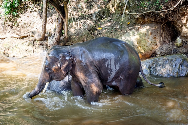 Aziatische olifanten nemen van een bad in de rivier op olifantenkamp