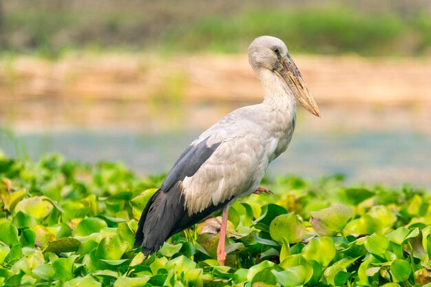 Foto aziatische open snavelstork