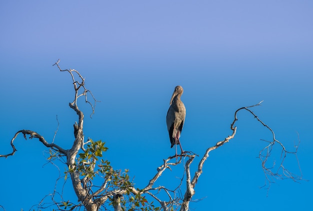 Aziatische openbill-vogel die zich bovenop de tak bevinden.