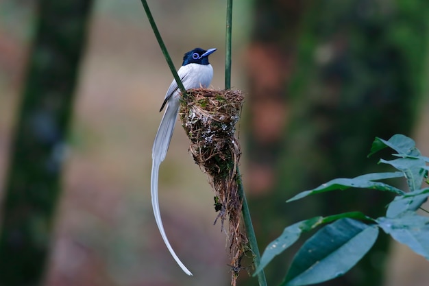 Aziatische paradijsvliegenvanger Mannelijke vogels witte morph op het nest