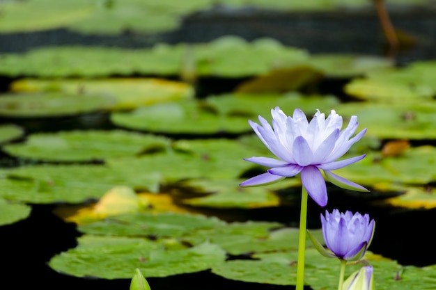 Aziatische purpere Lotus-bloemen in de Vijver op verse achtergrond