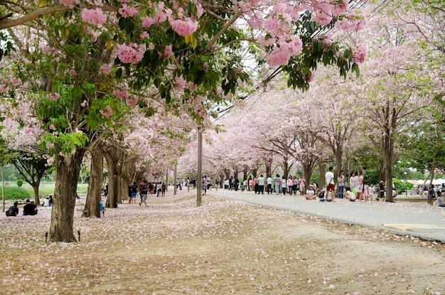 Aziatische reizigers Thaise mensen reizen bezoeken en poseren voor een foto nemen met roze trompetboom in de tuin in Kamphaeng Saen op 17 april 2017 in Nakhon Pathom, Thailand