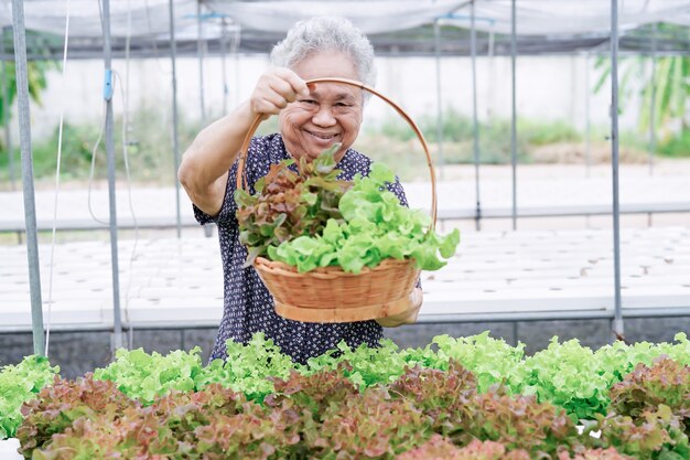 Aziatische senior vrouw patiënt bedrijf salade groente in boerderij.