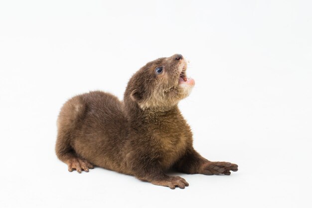 Aziatische smallclawed otter of gewoon smallclawed otter geïsoleerde witte achtergrond