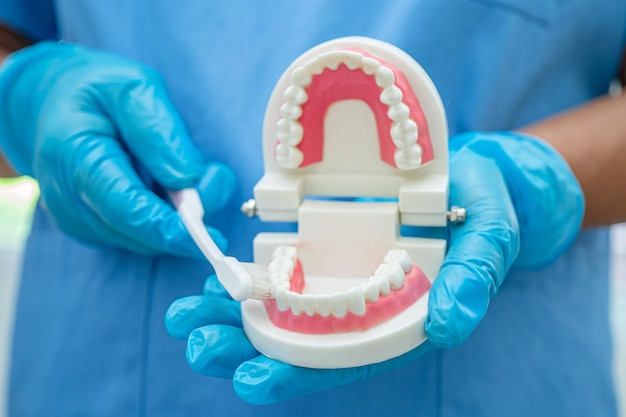 Aziatische tandarts die de tanden van een tandheelkundig model schoonmaakt met een tandenborstel voor de patiënt en studeert over tandheelkunde