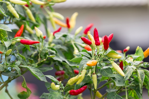 Aziatische Thaise landbouwspaanse peperboom. Rode peper biologisch voedsel in huis