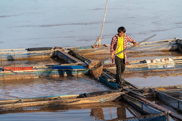 Aziatische visser aan het werk bij vijvers en kooien van tilapia-vissen, zoetwatervissen die zijn grootgebracht in vijvers en kooien Tilapia FarmingxA