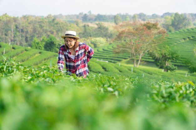 Aziatische vrouw die de theebladen van de theeaanplanting met de hand plukken