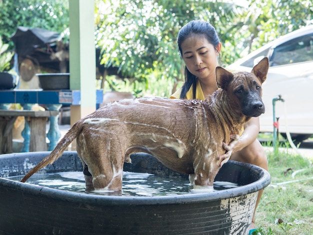 Aziatische vrouw die een Thaise Ridgeback-hond wast