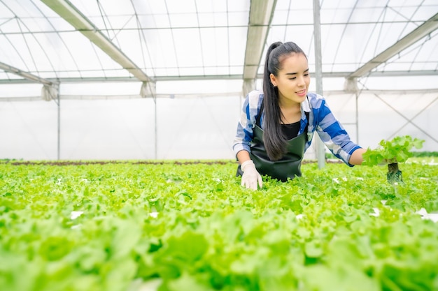 Aziatische vrouw die slagroente controleert in een hydrocultuurboerderij