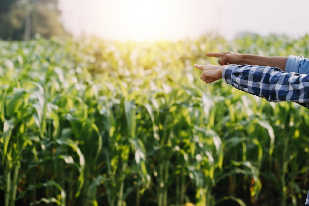 Aziatische vrouw en man boer werken samen in biologische hydrocultuur salade groente boerderij met behulp van tablet inspecteren kwaliteit van sla in kas tuin Smart farming