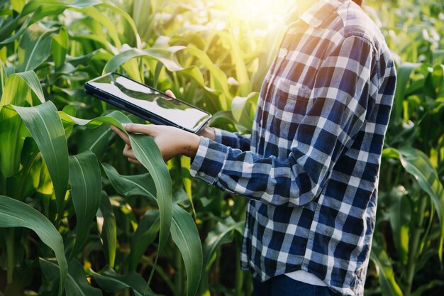 Aziatische vrouw en man boer werken samen in biologische hydrocultuur salade groente boerderij met behulp van tablet inspecteren kwaliteit van sla in kas tuin Smart farming