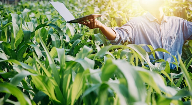 Aziatische vrouw en man boer werken samen in biologische hydrocultuur salade groente boerderij met behulp van tablet inspecteren kwaliteit van sla in kas tuin Smart farming