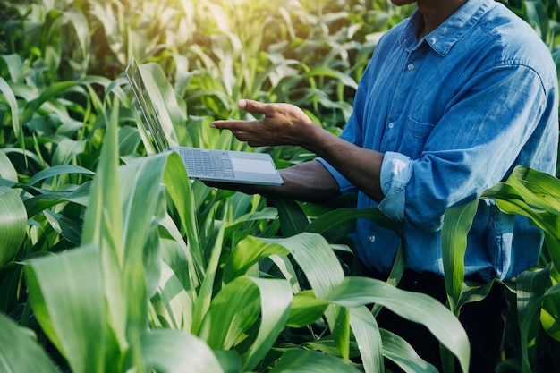 Aziatische vrouw en man boer werken samen in biologische hydrocultuur salade groente boerderij met behulp van tablet inspecteren kwaliteit van sla in kas tuin Smart farming