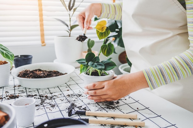 Aziatische vrouw handspray op bladplanten in de ochtend thuis met behulp van een spuitfles die kamerplanten water geeft plantenverzorgingsconcept