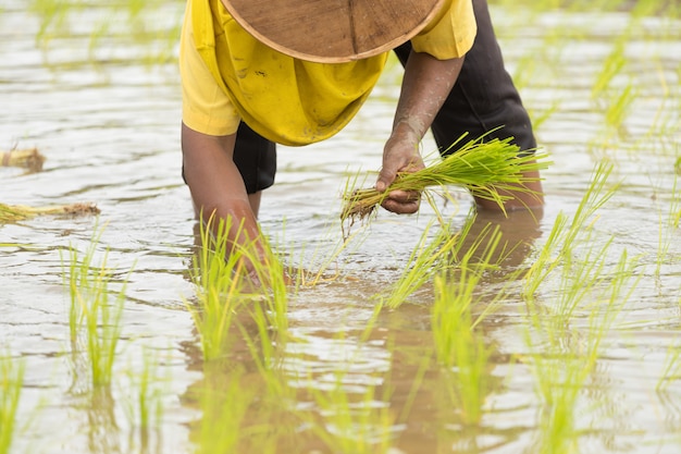 Aziatische vrouw op het padieveld, Landbouwer die rijstspruit in Thailand planten