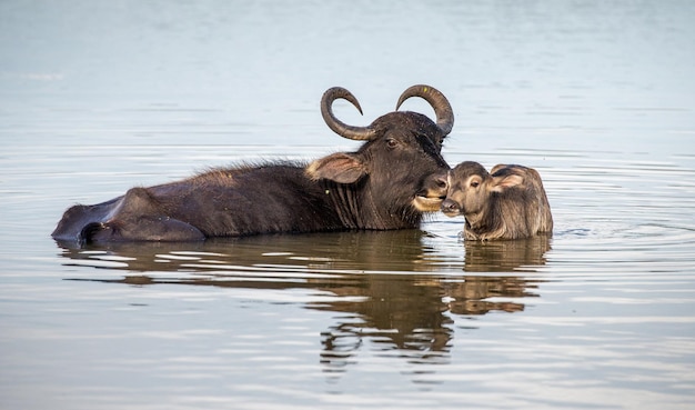 Aziatische waterbuffel bubalus bubalis migona in het water met een kalf in het yala national park sri lanka