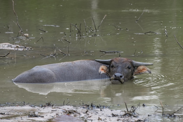 Aziatische waterbuffel ontspannen in de moddervijver