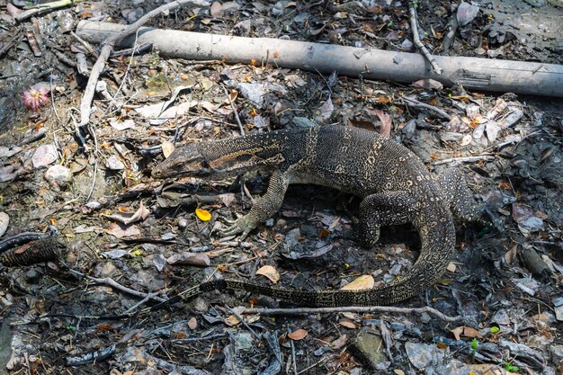 Foto aziatische watermonitor hagedis of varanus salvator kruipt op een slibige en vuile vijver