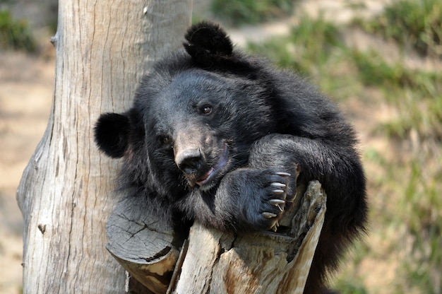Foto aziatische zwarte beer