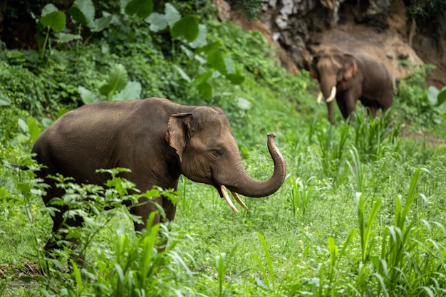 Azië Olifant in Thailand Azië Olifanten in Chiang Mai Elephant Nature Park Thailand