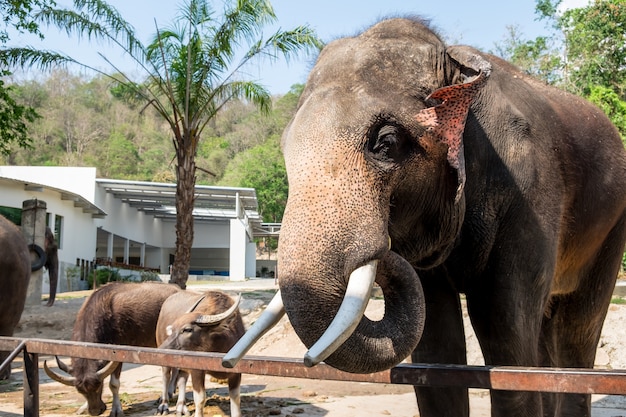 Azië olifant in Thailand