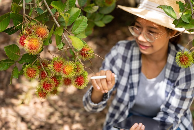 Azië Vrouw boer Rambutan fruit boer controleren kwaliteit van product Rambutan met behulp van tabet of smartphone vrouwelijke boer met rambutan uit biologische landbouw Groene tuin