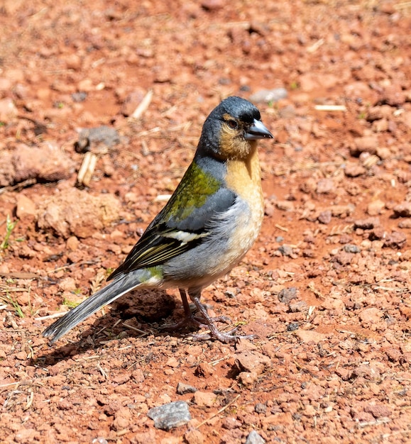 Foto fringuello delle azzorre, fringuello uccello della specie fringilla coelebs moreletti