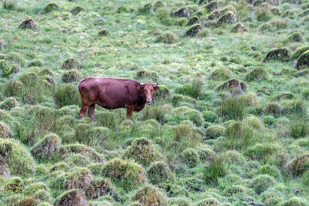 緑の草の背景にアゾレス諸島のピコ島の牛