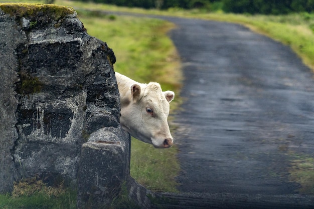 Azores pico island cow