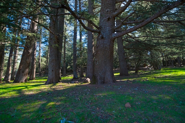 Azrou cedar forest in morocco