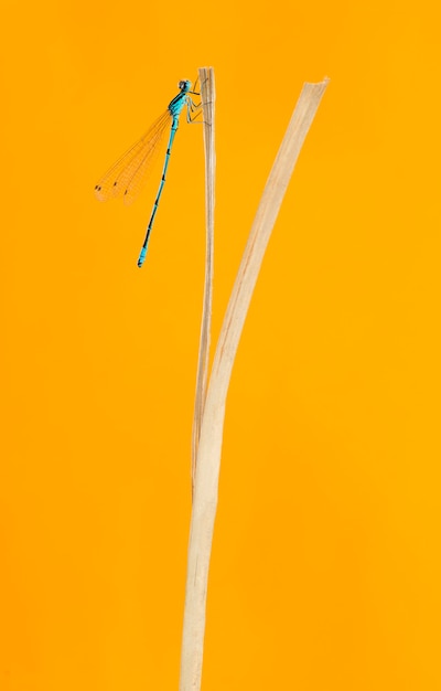 Photo azure damselfly, coenagrion puella, on a straw in front of an orange background