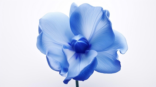 Azure Majesty Looking Down at the Head of a Blue Tulip Flower