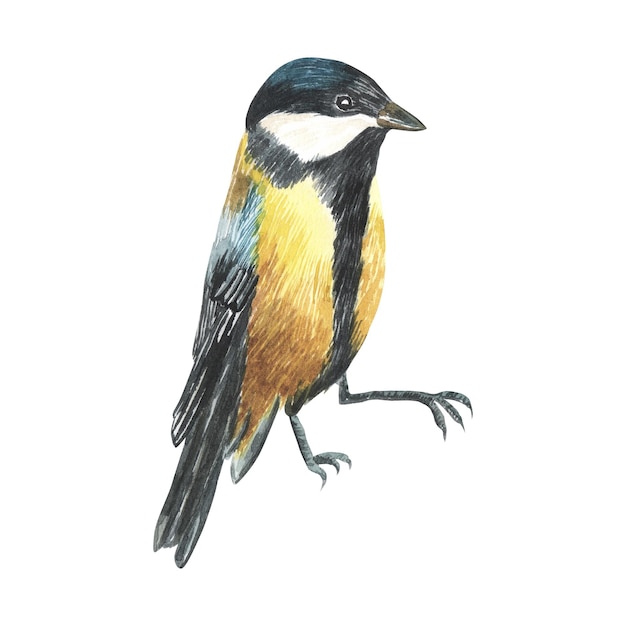 Azure Tit bird in line art illustration