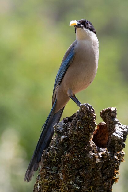 Azurewinged magpie Cyanopica cyanus Cordoba Spain