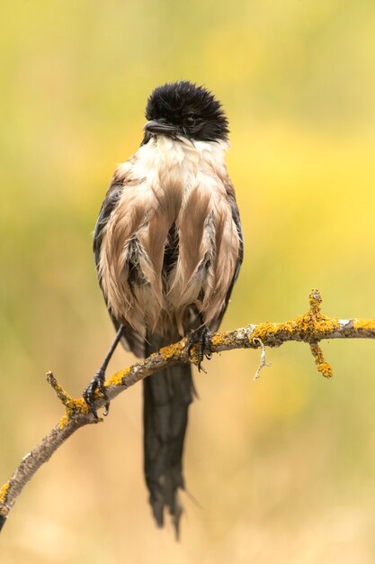 Photo azurewinged magpie in the late afternoon lights on a willow branch after a bath