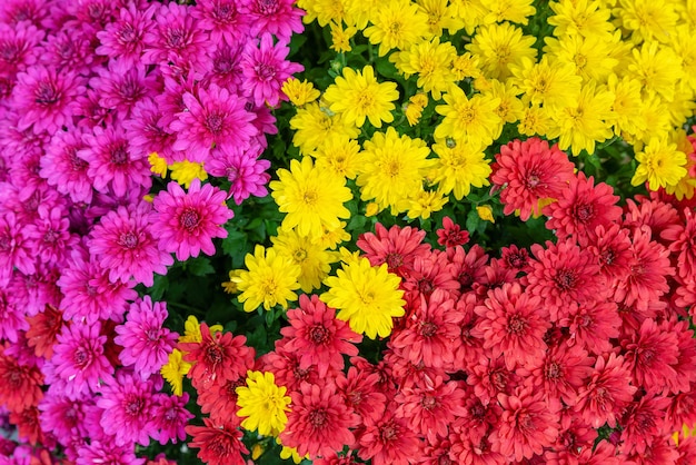 B beautiful paarse, rode en gele bloemen achtergrond. kleurrijke chrysant achtergrond bovenaanzicht voor briefkaart en behang. bovenaanzicht