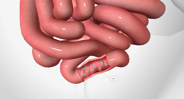 B12 en intrinsieke factor in het ileum