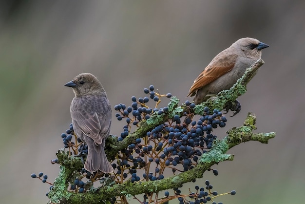 Foto baai gevleugelde cowbird calden forest la pampa argentinië