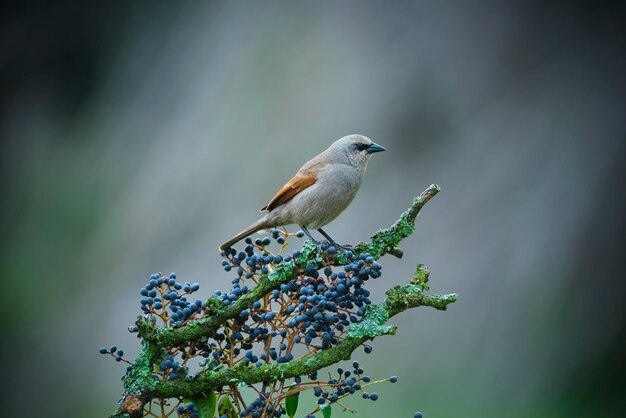 Baai gevleugelde Cowbird