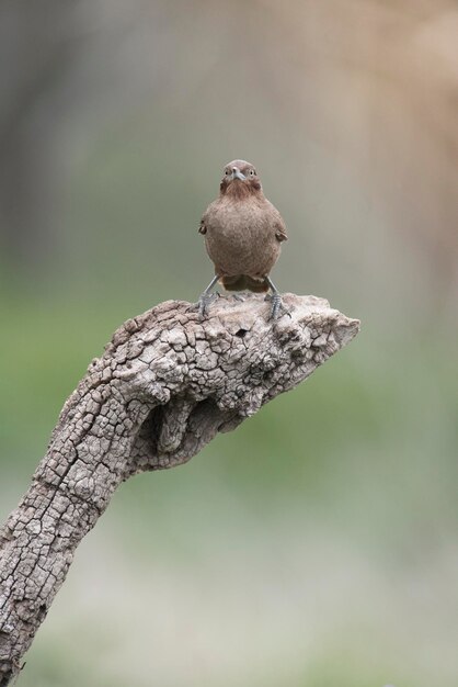 Baai gevleugelde Cowbird