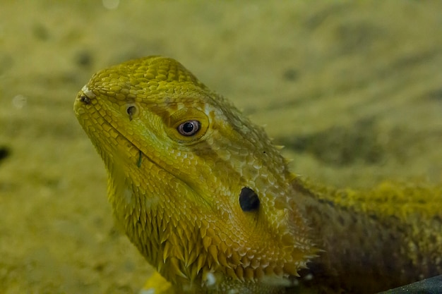 Baardagaam in de dierentuin