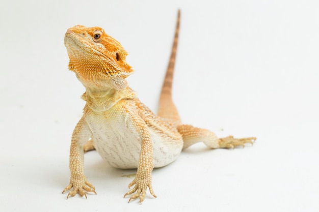 Baardagaam Pogona vitticeps geïsoleerd op een witte achtergrond