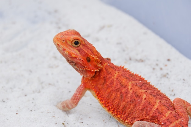 Baardagaam Pogona Vitticeps is een Australische hagedis met close-up