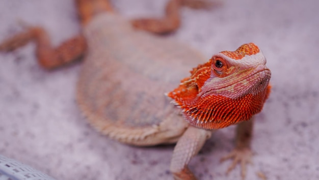 Baardagaam (pogona vitticeps) is een australische hagedis met close-up